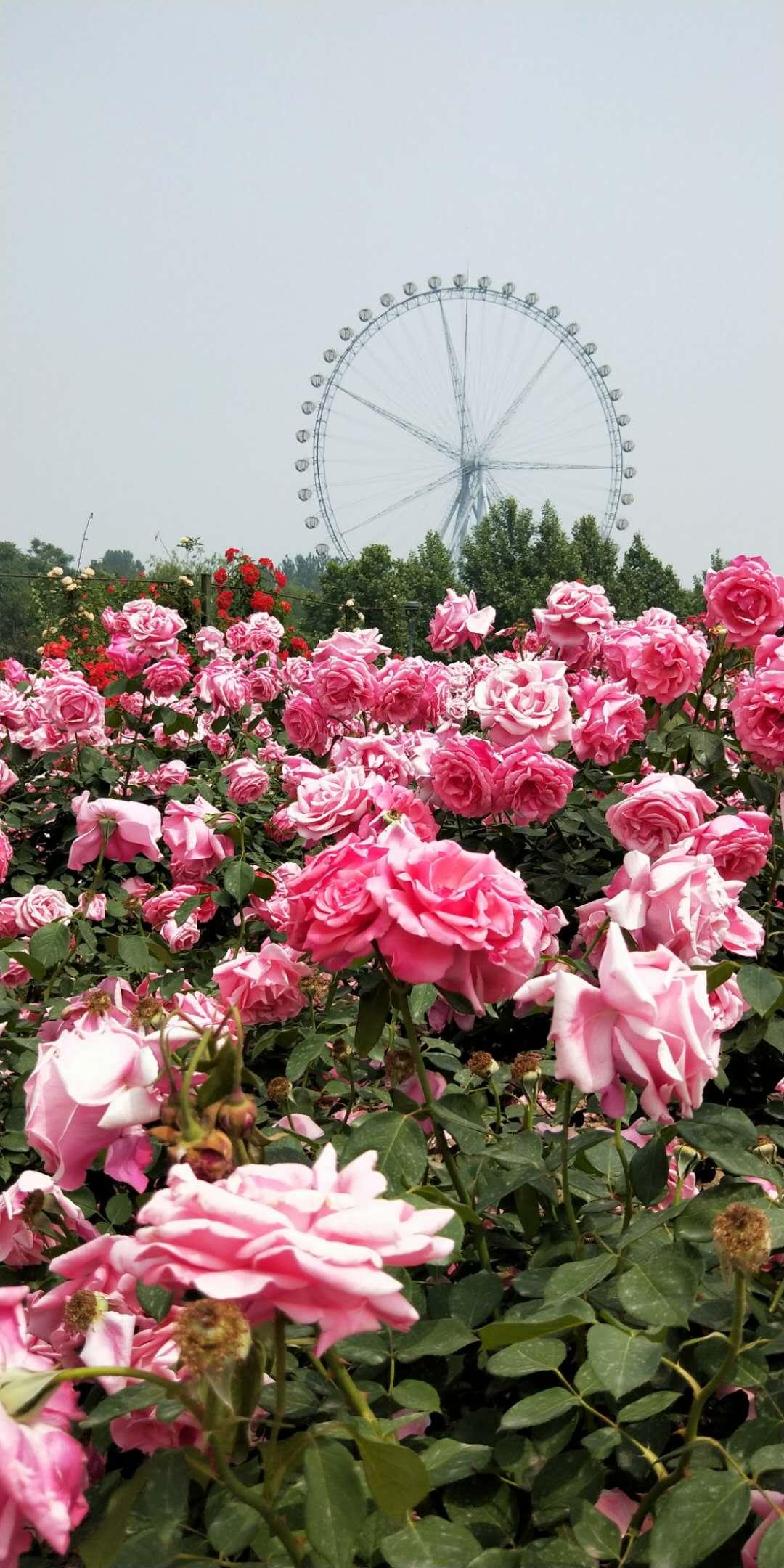 石家庄，活力都市探秘之旅